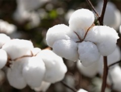 Fator externo provoca baixa nos preços do algodão no Brasil