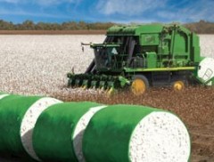 Corte no orçamento coloca em risco indenização aos produtores brasileiros de algodão