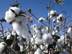 Apesar de aumento na produtividade, produção do algodão não irá superar volume da safra anterior