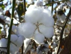 Brasil poderá produzir algodão de fibra longa para tecidos de luxo
